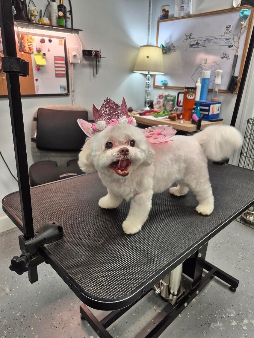 Dog after grooming