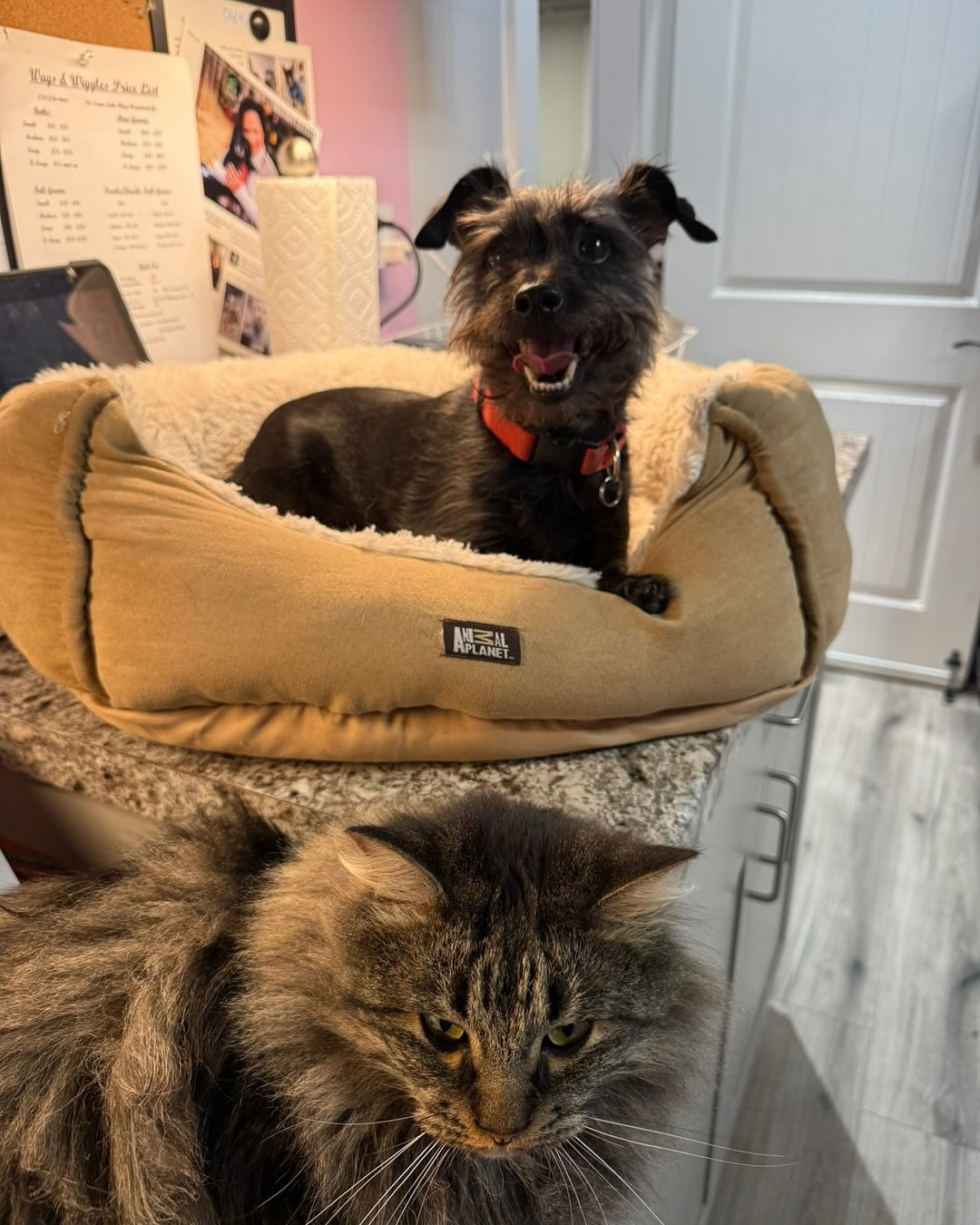 Funny pet moment