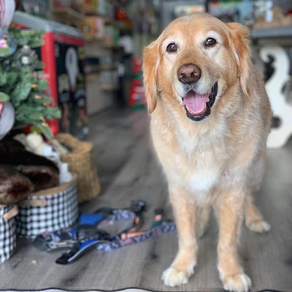 Happy dog at Wags & Wiggles