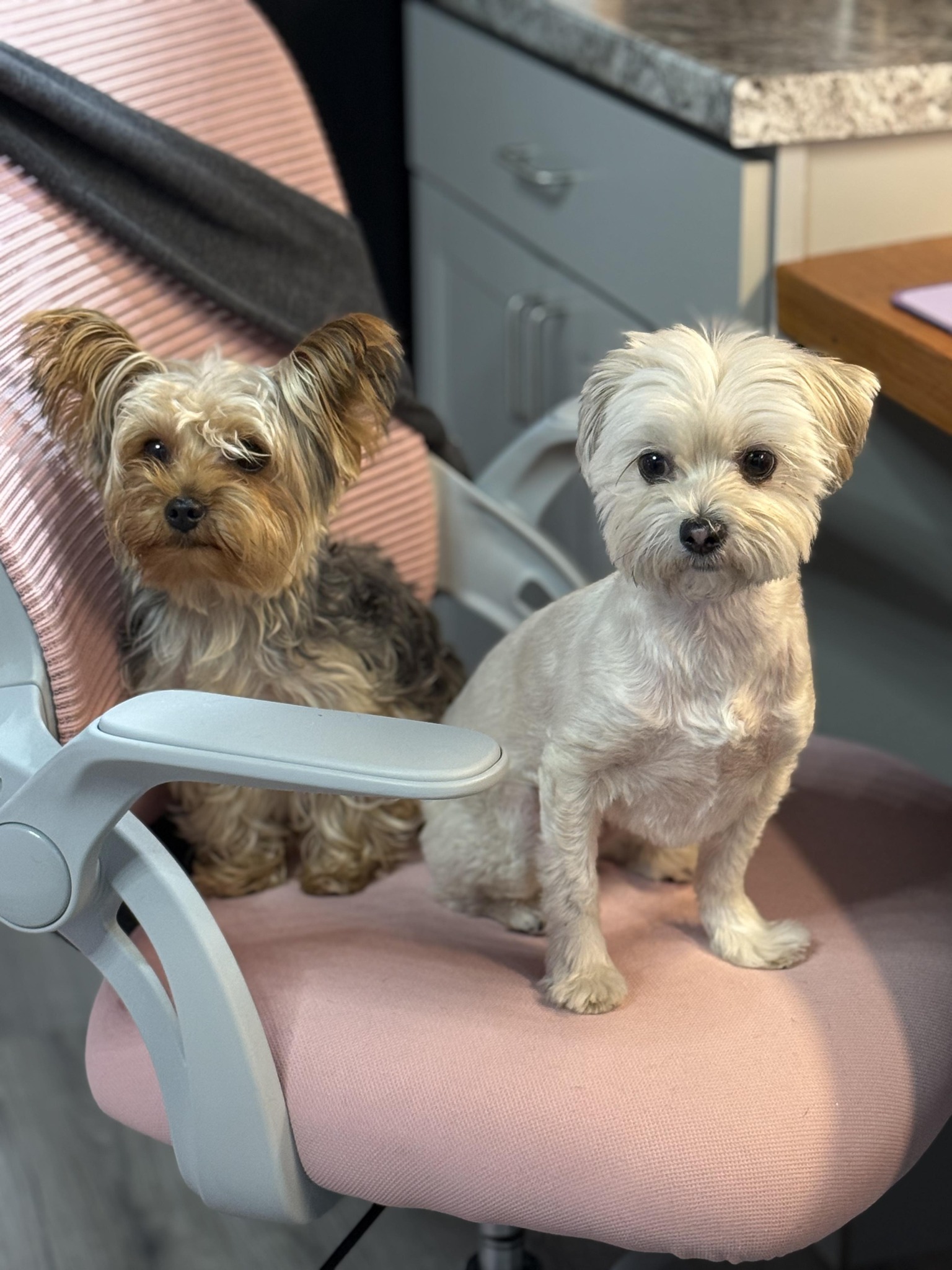 Small dogs at the boutique