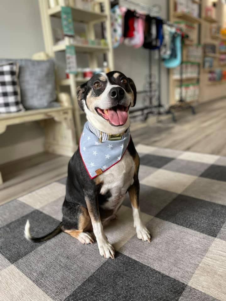 Luxury pet apparel and gear