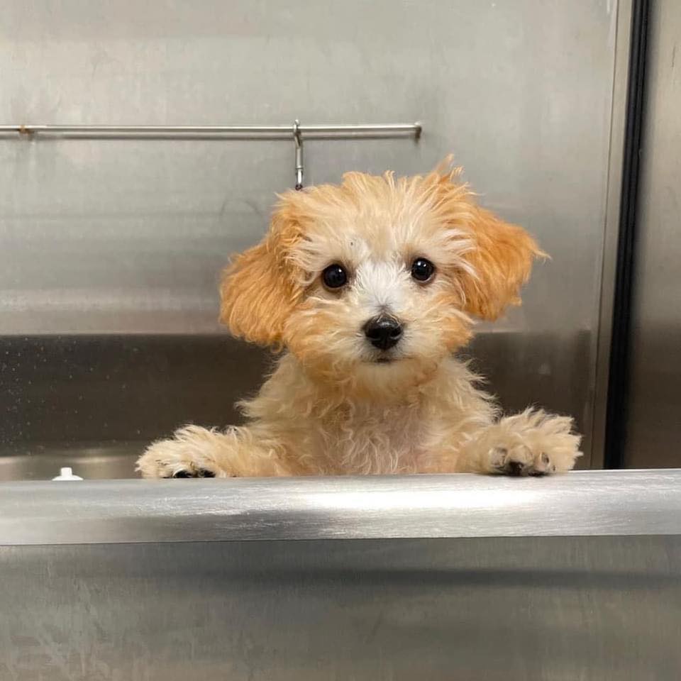 Pet spa and grooming